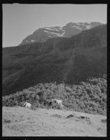 4. Geiter og kalv på fjellet - no-nb digifoto 20151125 00071 NB MIT FNR 08961.jpg