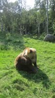 11. Bjørn i Polar Park.jpg