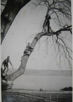 Klatring i den kjempestore Breiliasken (1948). Treet sto ved Kjørkjevegen, omtrent 50 meter ovafor Breili.