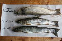 Stor forskjell på fisken i Bordalsvatnet og i nærliggende vann i 2008