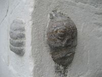 Figur som viser et hode og en kropp. Det finnes flere historier om hvorfor denne figuren finnes i muren.