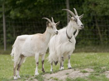 Mats Lindh Goats go inspecting.jpg