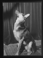 2. "Chief" tilhører Aril Wahlstrøm - no-nb digifoto 20160713 00155 NB MIT FNR 17844.jpg