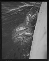 En fantomtrål – forlatt fiskeutstyr – funnet av G.O. Sars. Foto: Ukjent / Nasjonalbiblioteket (1951).