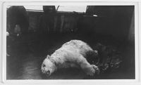 52. "Veslekari-ekspedisjonen", 1928. Død isbjørn på dekk - no-nb digifoto 20160121 00059 bldsa veslekari n16 a.jpg