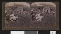 87. (30) - 630 - Pretty Norwegian girls tending cows and goats on the Haukeli Mts. (Midtlaeger saeter), Norway stereofotografi - no-nb digifoto 20160629 00109 bldsa stereo 0179.jpg