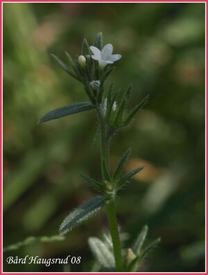 Åkersteinfrø BH.jpg