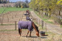Hester på beite på Askehaug gård. Foto: Leif-Harald Ruud (2021)