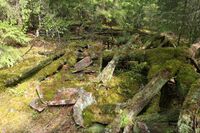 Takstein og råttent treverk.