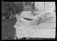 75. Østre Hegtveidt, Lårdal, kane - no-nb digifoto 20151013 00383 NB MIT FNR 05407 A.jpg