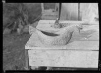 74. Østre Hegtveidt, Lårdal, kane - no-nb digifoto 20151013 00399 NB MIT FNR 05407 B.jpg