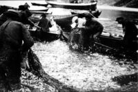 Sildelevering på Høydalsneset