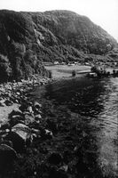 Vikane. Uranaustet mot Knutenaustet