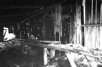 Vikane. Saga i Knutenaustet