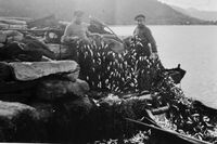 Vikane. Kast på naustvoren