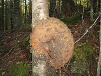 Kote på bjørkelegg. Ikke ta den! La den bli større!