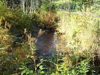 Pen kulp i Kinnsbekk-bekken ved Fløtlivegen.