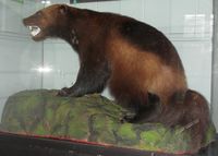 1. 10108 Gulo gulo.jpg