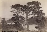 Furu på Granøya i Nordland, fotografert av Axel Lindahl.