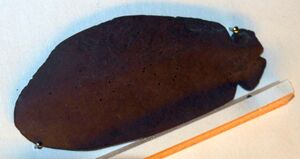 10688crj Brummeren fra Tuv.jpg