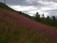 8. 11578 Husmannsplassen Kjelvik.jpg