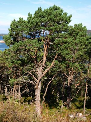 12597g Pinus sylvestris.jpg