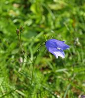 4. 12930cr Campanula rotundifolia.jpg