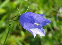 3. 12932cr Campanula rotundifolia.jpg