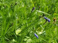 5. 12938 Campanula rotundifolia.jpg