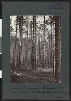 30. 130aarig Furubestand i Saltdalen Statskog - no-nb digifoto 20160317 00041 bldsa NGU0375.jpg