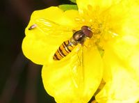 282. 13179cr potentilla fruticosa m Syrphidae sp..jpg