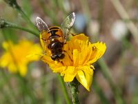 137. 13183cr Hypochoeris sp. m Syrphidae sp..jpg