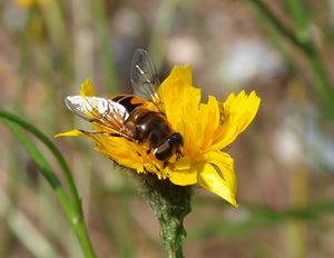 13184cr Hypochoeris sp. m Syrphidae sp..jpg