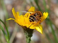 281. 13185cr Hypochoeris sp. m Syrphidae sp..jpg
