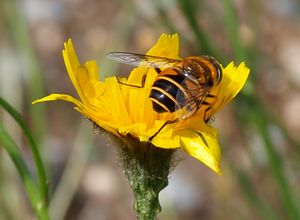 13185cr Hypochoeris sp. m Syrphidae sp..jpg
