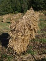 42. 13426 Eidestranda - konnband.jpg