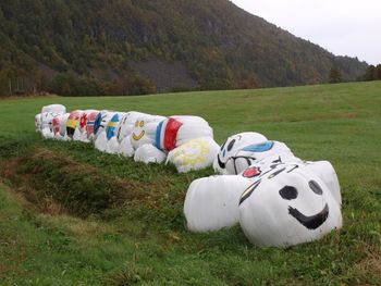 14819 traktoregg i Aarvaagen.jpg