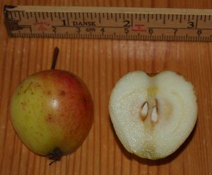 14978cr Malus sylvestris.jpg