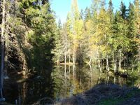 Skogstjern ovenfor Dahl.