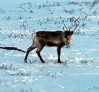 Rein på seinvinterbeite på Saltfjellet, sett frå nordgåande nattog. Foto: Olve Utne, mars 2010.