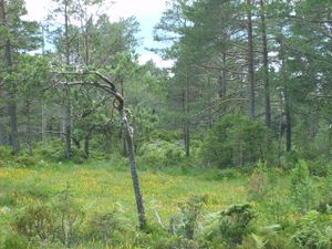 1750 myr med rome.jpg