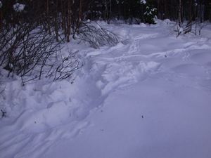 1788 Cervus elaphus trails by resting site DEU.JPG