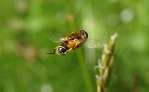 18544cr Eristalis sp.jpg