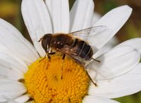141. 18597cr Eristalis sp.jpg