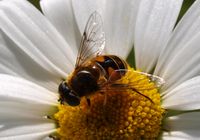 140. 18664cr Eristalis sp.jpg