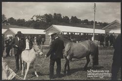 Hesteutstilling under «Bøndernes Uge». Foto: Nasjonalbiblioteket