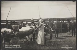 Kvegutstilling under «Bøndernes Uge». Foto: Nasjonalbiblioteket