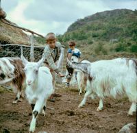 1960. Geiter på Urdviki. Foto: Frode Inge Helland