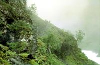 Fjordingen er ein svært god kløvhest med ein lasteevne på kring 100 kg. Foto: Frode Inge Hellan (Aurlandsdalen, 1961).