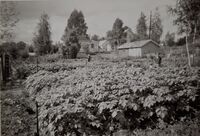 Westlie, Lindheim, Hjellum 1963. Elida i potetåkeren. Foto: Annar Westlie